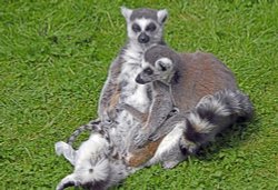 Wingham Wildlife Park Wallpaper