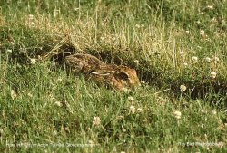 Hare Laying still in field, nr Acton Turville, Gloucestershire Wallpaper