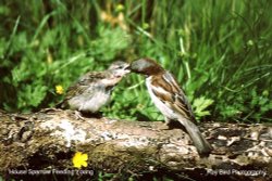 Male House Sparrow feeding young in garden, Acton Turville, Gloucestershire