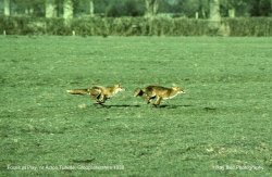 Vixen & Dog Fox at play, nr Acton Turville, Gloucestershire 1988
