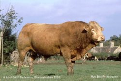 A lot of Bull, Badminton, Gloucestershire 2001 Wallpaper