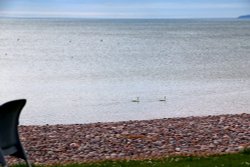 Swans swimming in the sea at Budleigh Wallpaper