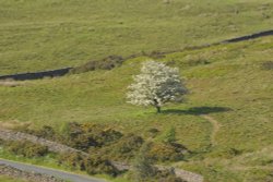 Lone Tree in Blossom at The Roaches, Upper Hulme, Staffordshire Moorlands Wallpaper