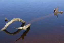 Lone Tree in Water, Errwood Reservoir, Goy's Moss, Buxton, Derbyshire Wallpaper