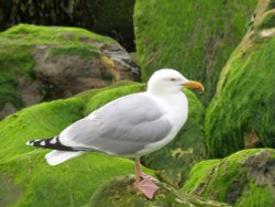 Gull, Lyme Regis Wallpaper