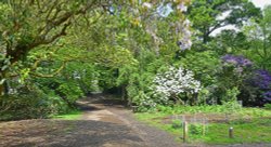 Sheringham Park Wallpaper