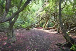 Sheringham Park Wallpaper