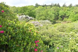 Sheringham Park Wallpaper