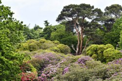 Sheringham Park Wallpaper