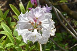 Sheringham Park Wallpaper