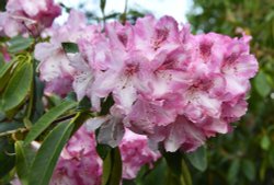 Sheringham Park Wallpaper