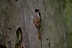Woodbury tree creeper