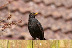 Budleigh blackbird Wallpaper