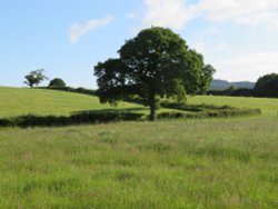 Picturesque tree in a picturesque field near Pilsdon, Dorset Wallpaper