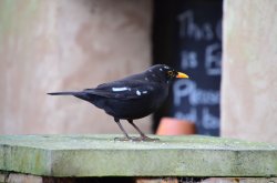 Budleigh blackbird Wallpaper