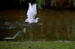 River Otter egret Wallpaper