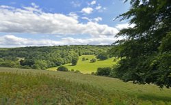 Polesden Lacy, view of the Downs from the Nun's Walk Wallpaper
