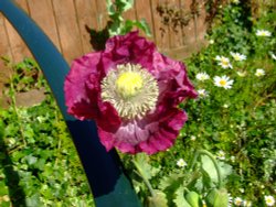 Pepperbox Poppy in Budleigh Wallpaper