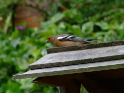 Budleigh chaffinch Wallpaper