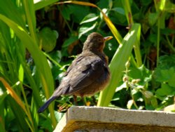 Budleigh blackbird Wallpaper