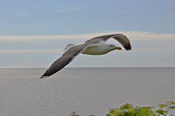 Black backed gull at Budleigh Wallpaper