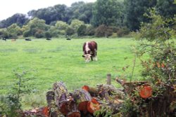 A load of bull at Budleigh Wallpaper