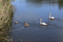 Swans and cygnets of Budleigh Wallpaper