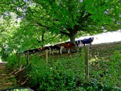 Cow  shade of Otterton