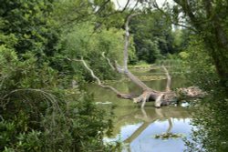 Chilham Castle Grounds