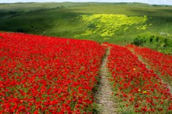 Poppies, Polly Joke, West Pentire, Newquay, Cornwall Wallpaper