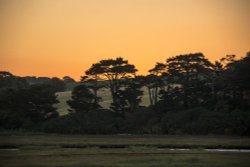 Orange lit Budleigh trees Wallpaper
