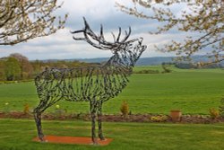 Stagshaw stag Wallpaper
