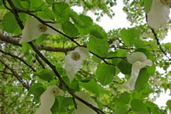 Bicton handkerchief tree Wallpaper