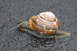 Budleigh caravan Wallpaper