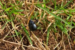 Tipton beetle