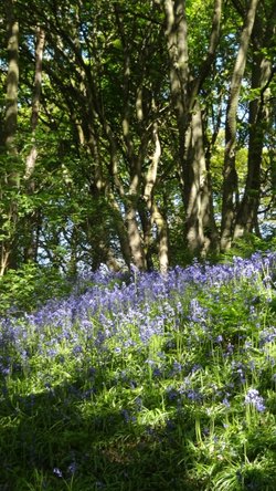 Bluebells, Middleton Woods, Ilkley