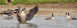 Canada Geese, Badminton Lake, Badminton, Gloucestershire 2019 Wallpaper