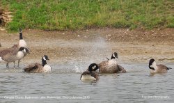 Canada Geese, Badminton Lake, Badminton, Gloucestershire 2019 Wallpaper