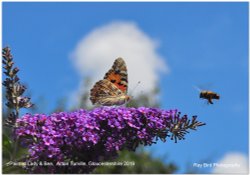 Painted Lady Butterfly & Bee, Acton Turville, Gloucestershire 2019 Wallpaper