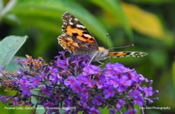Painted Lady Butterfly, Acton Turville, Gloucestershire 2019 Wallpaper
