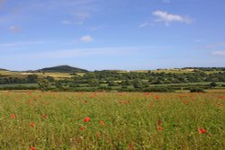 East Budleigh Wallpaper