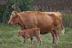 Tipton Saint John Wallpaper