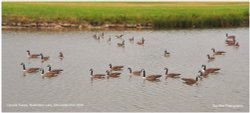 Canada Geese, Badminton Lake, Badminton, Gloucestershire 2019 Wallpaper