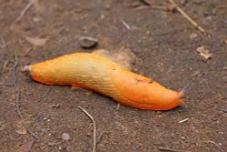 Budleigh Salterton – orange slug Wallpaper