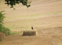 Pheasant in a freshly cropped field in Carhampton, near Minehead, Somerset Wallpaper