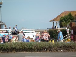 Watchful Seagulls Wallpaper