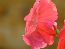 Budleigh petunia Wallpaper