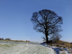 Tanfield winter tree