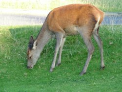 Isle of Arran Wallpaper
