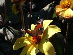 Isle of Arran Wallpaper